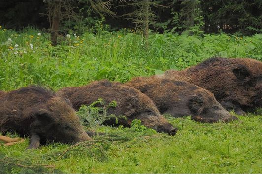 Erste Ausgang und Sau bei bestem Licht erlegt - Bockjagd in Pommern - Polen!