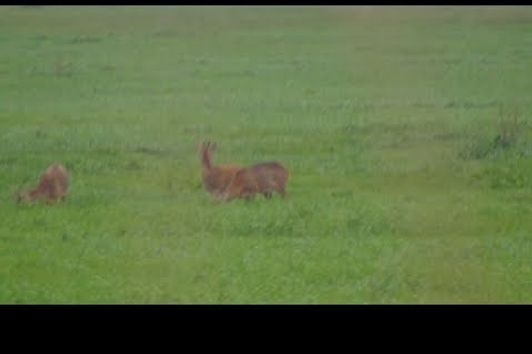 Bockjagd 2017  Bock anblatten  Blattzeit  Deer hunting.