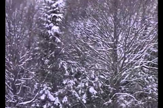 Sauen! Schwarzwildjagd in den schneereichen Bergen und Tälern der Karparten