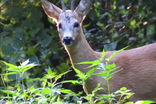 Natur & Jagd MV