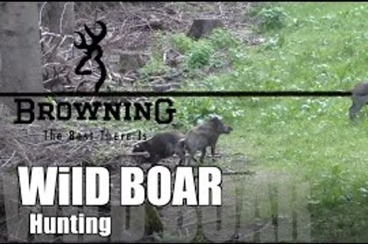 Wild Boar Hunting  Juli 2015/ Saujagd Juli 2015
