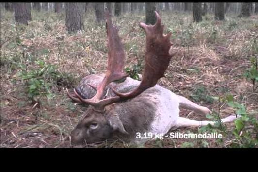 Damwildbrunft in Polen - starker Medallien - Schaufler wird erlegt!