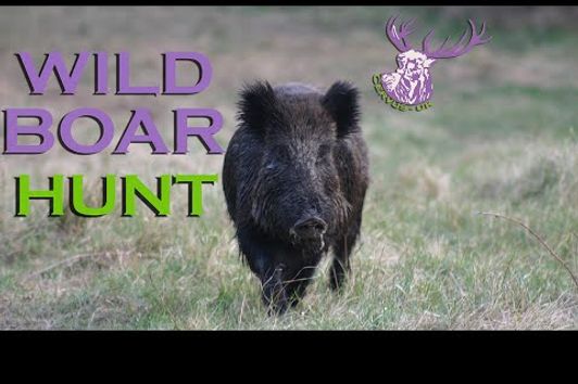 MEDAL CLASS CZECH WILD BOAR HUNT