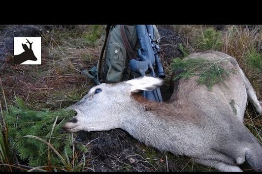 Stalking woodland red deer - Polowanie na jelenie z podchodu - Hirschjagd - La chasse au cerf