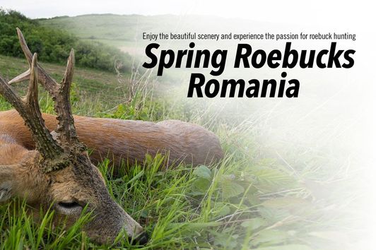 Spring Roebucks Romania - Hunters Video