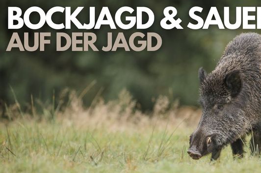 Bockjagd und Sauen  - BEST OF HUNTING 2017 - Roebuck and Wild Boar Kill Shots