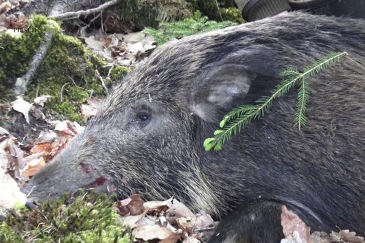 Jagd im Mai 2018 - Teil I auf Böcke und Sauen