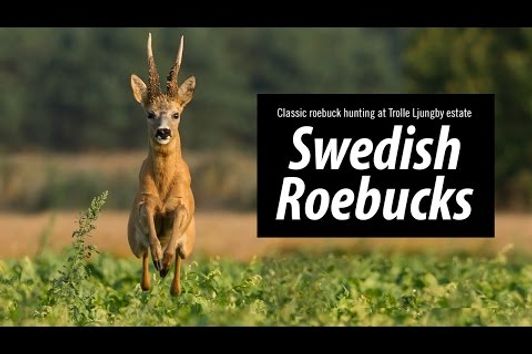 Swedish Roebucks