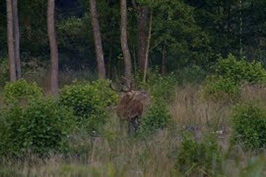 Zur Hirschjagd nach Masuren