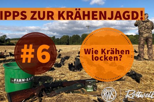 6 // Kann man Krähen locken?