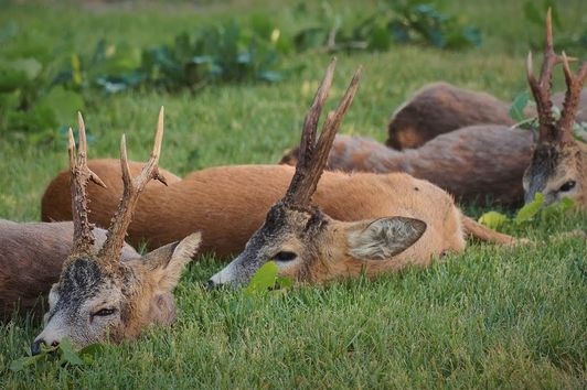 Kapitale Böcke aus Masuren / Polen - big roebucks in Masuria