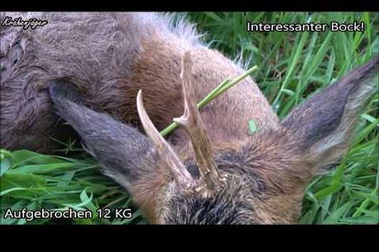 Bockjagd  2017    Erlegung eines Jährlingsbockes am 09.05.