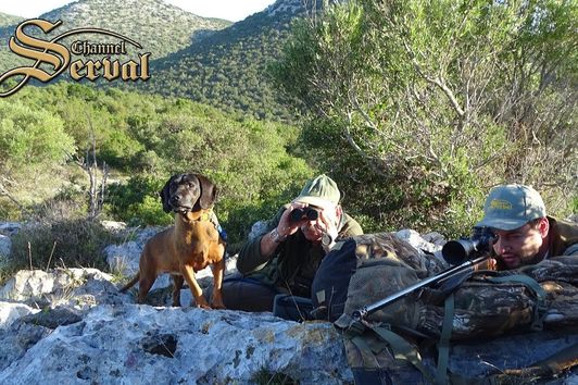 Mouflon - Hunting in Croatia  - Dugi Otok; Mufflon - Jagd in Kroatien