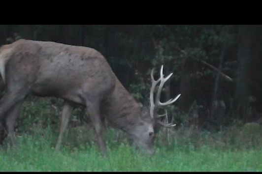 Jagd im Oktober - Kahlwildjagd - Erlegung Rotkalb