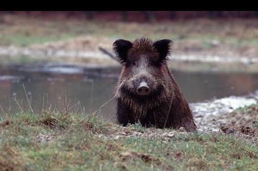 Wildschweine beim Maishäckseln Polowanie, Sauen im Mais