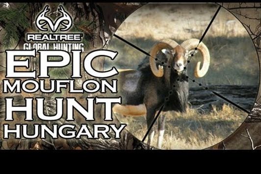 EPIC Mouflon Hunt in Hungary