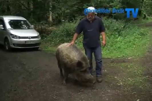 Wildschwein Torky (05.08.13)