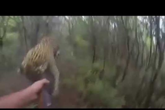 Leopard Charges Hunters in this Amazing Hunting Video