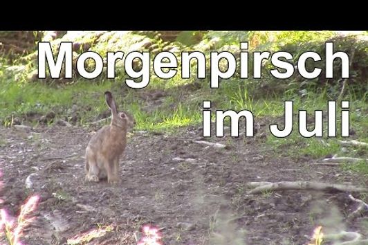 Morgenpirsch im Juli