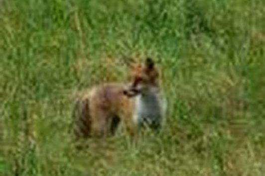 Fuchs Tot, Hunting fox Dead