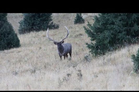 Maral - hunting in Kazakhstan