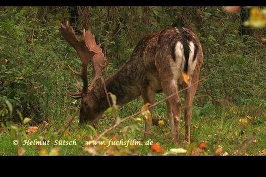 Damwildbrunft 2013 - fallow deer in rutting season (dama dama)