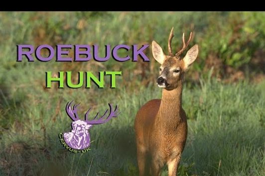 IT'S ROEBUCK SEASON!