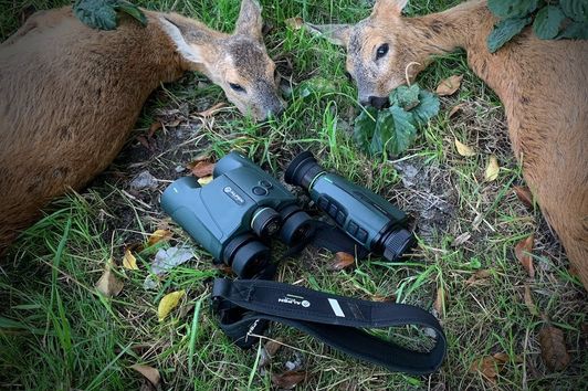 Rehwild-Doublette beim Abendansitz