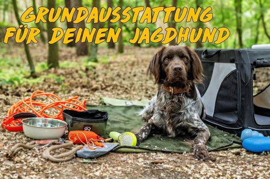 Die perfekte Grundausstattung für deinen Jagdhund