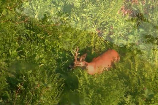 Rehbockjagd im Zillertal