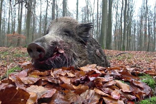 Drückjagd in Mecklenburg -Vorpommern - Oldenburger Jagdcenter