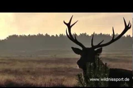 Brunftmorgen auf der Heide