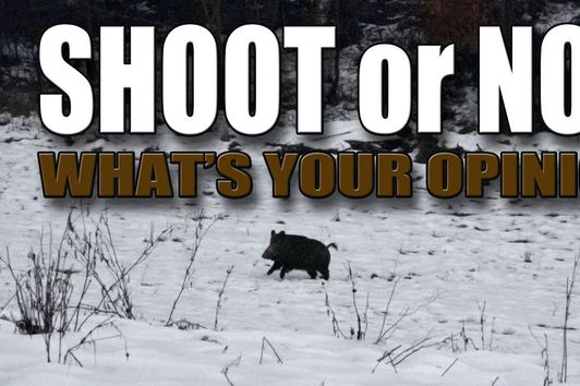 Shoot or not? - What's your opinion? (Wild boar hunting)
