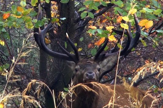 Rotwildjagd im Oktober mit Felix Jagdmomente