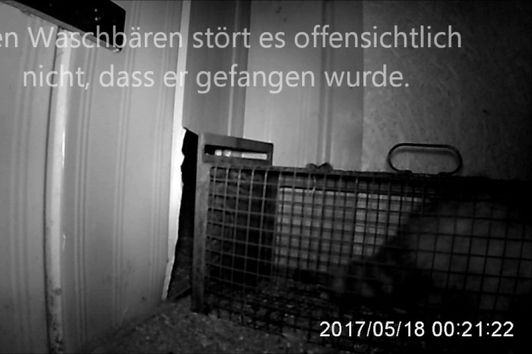 Waschbär stiehlt Huhn und überwindet Kastenfalle