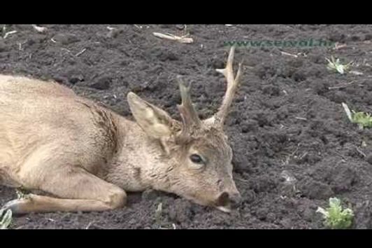 Hunting atypical Roebuck