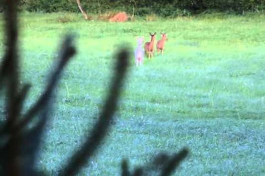 Blattjagd mit der Kamera Blattzeit weißes Reh mit Kitzen 2014 Bockjagd