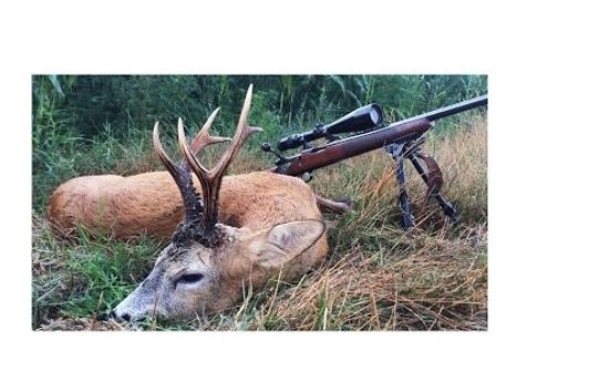 Rehbockjagd in Blattzeit in Rumänien 2016 - Bukkejagt i Rumænien i 2016 - Roebuck hunting in Romania