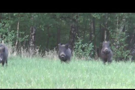 Sauen hochflüchtig und Bock erlegt! Wildboars very quick and shoot a roe buck!