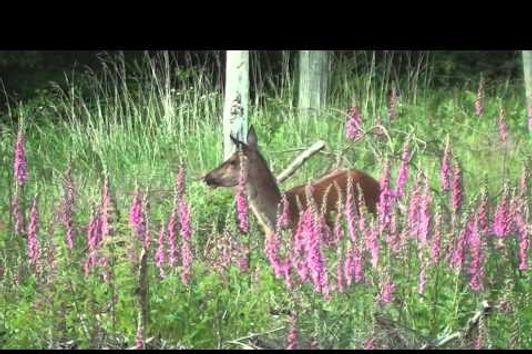 Jagd im Juni - Sommerjagd auf Rotwild Teil 2 - Beute machen