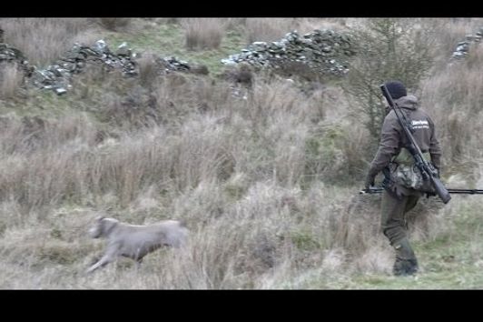 The Shooting Show - first roebuck stalk of 2017