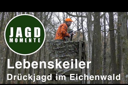 Lebenskeiler - Drückjagd im Eichenwald | JagdMomente | Folge 16