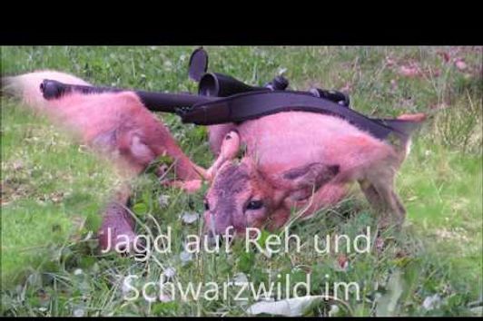 Jagd im Mai auf Reh und Schwarzwild