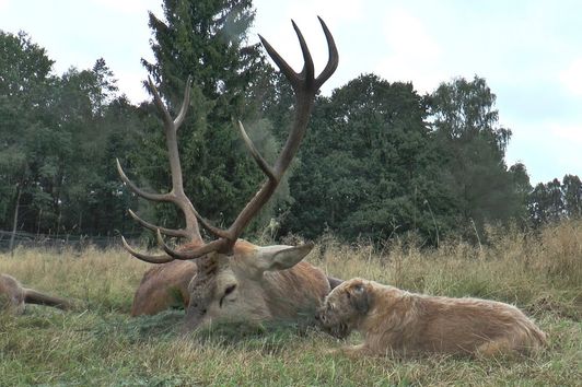 Erlegung im Erlenbruch - alter Hirsch liegt! Hirschbrunft in Polen - Pommern.