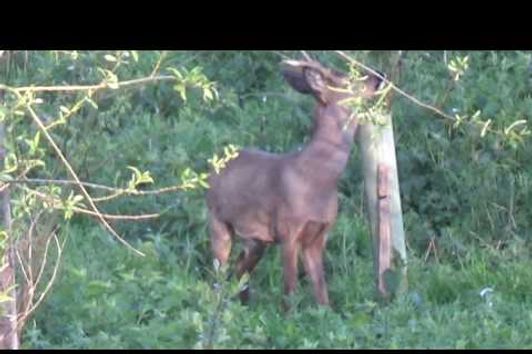 Buck heart shot .243 90gr sako