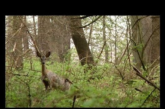 Bockjagd - Der erste Mai