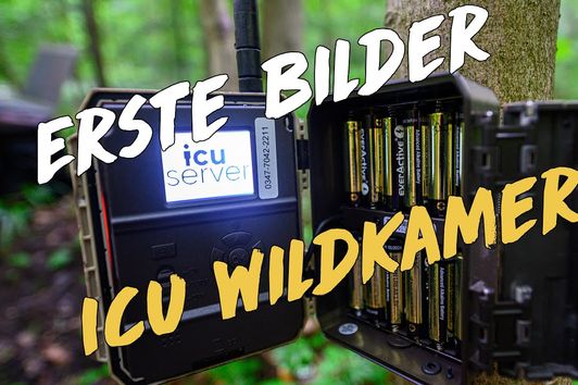 Wildkamera Kontrolle - erste Bilder