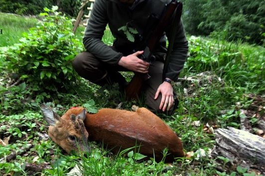 Jagd im Mai 2018 - Teil II Knopfbock, Kitz und Kolbenhirsch