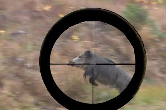 HIT SHOTS ONLY!GREAT wild boar and red deer HUNTING COMPILATION Chasse Jakt JAGD Polowanie na dziki