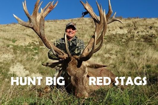 Hunting Trophy Red Stags New Zealand.